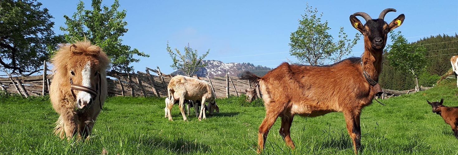 Tiere - Urlaub am Bauernhof im Gasteinertal, Maurachgut