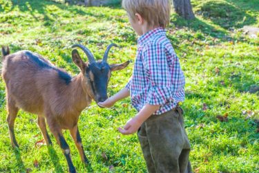 Leben mit den Tieren - Biobauernhof Maurachgut in Bad Hofgastein