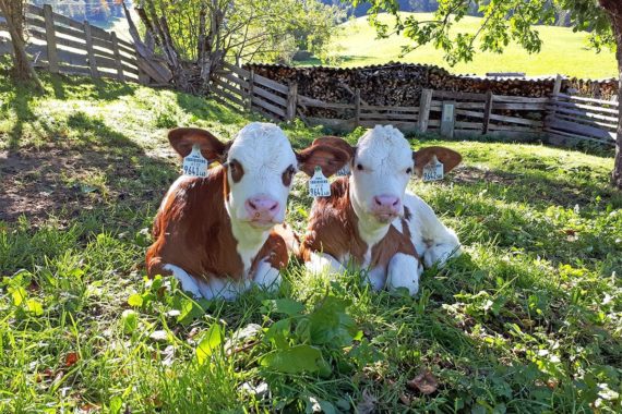 Tiere am Bio-Bergbauernhof Maurachgut in Bad Hofgastein