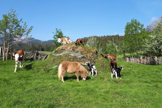 Tiere am Bio-Bergbauernhof Maurachgut in Bad Hofgastein