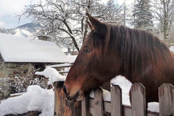 Tiere am Bio-Bergbauernhof Maurachgut in Bad Hofgastein