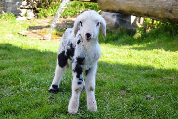 Tiere am Bio-Bergbauernhof Maurachgut in Bad Hofgastein